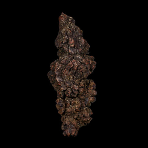 3.6" Prehistoric Coprolite Fossil Specimen Poop Dung Miocene Age Madagascar COA
