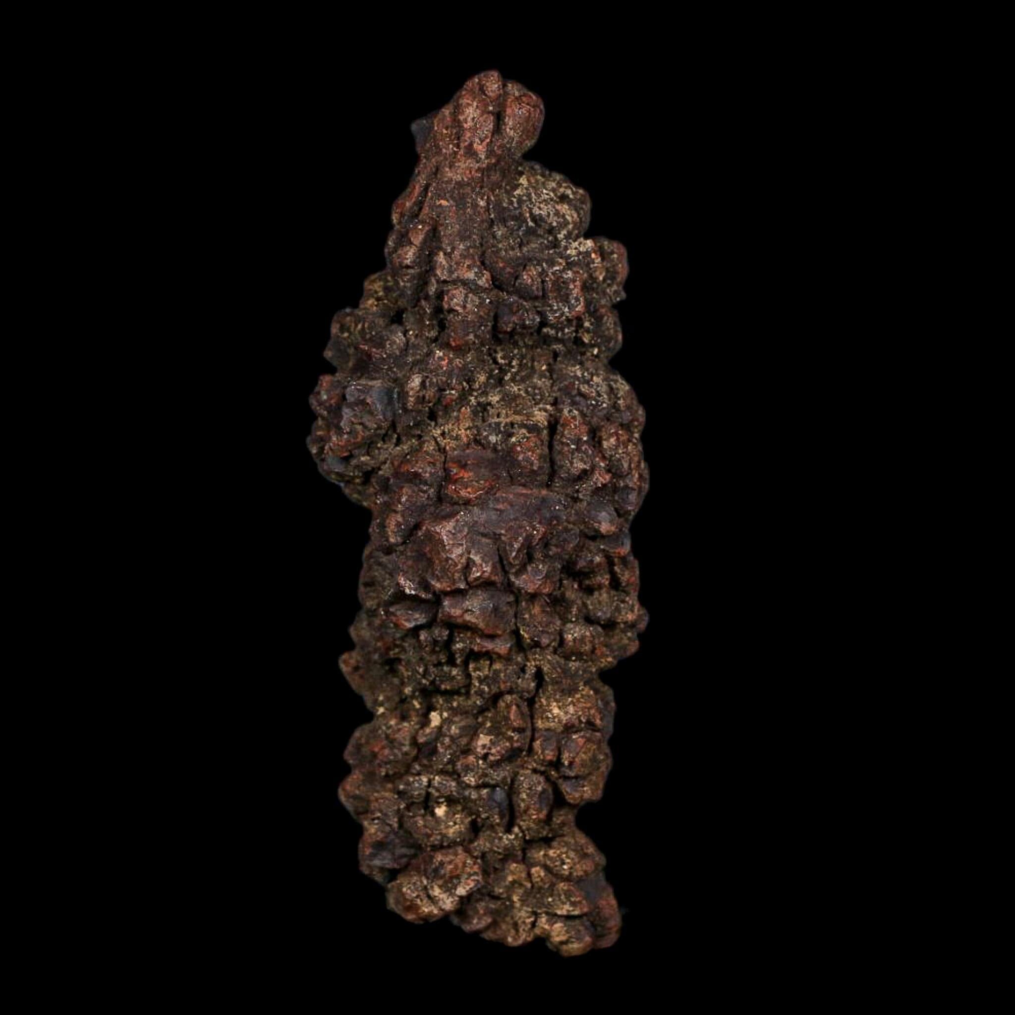3.6" Prehistoric Coprolite Fossil Specimen Poop Dung Miocene Age Madagascar COA - Fossil Age Minerals