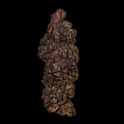3.6" Prehistoric Coprolite Fossil Specimen Poop Dung Miocene Age Madagascar COA