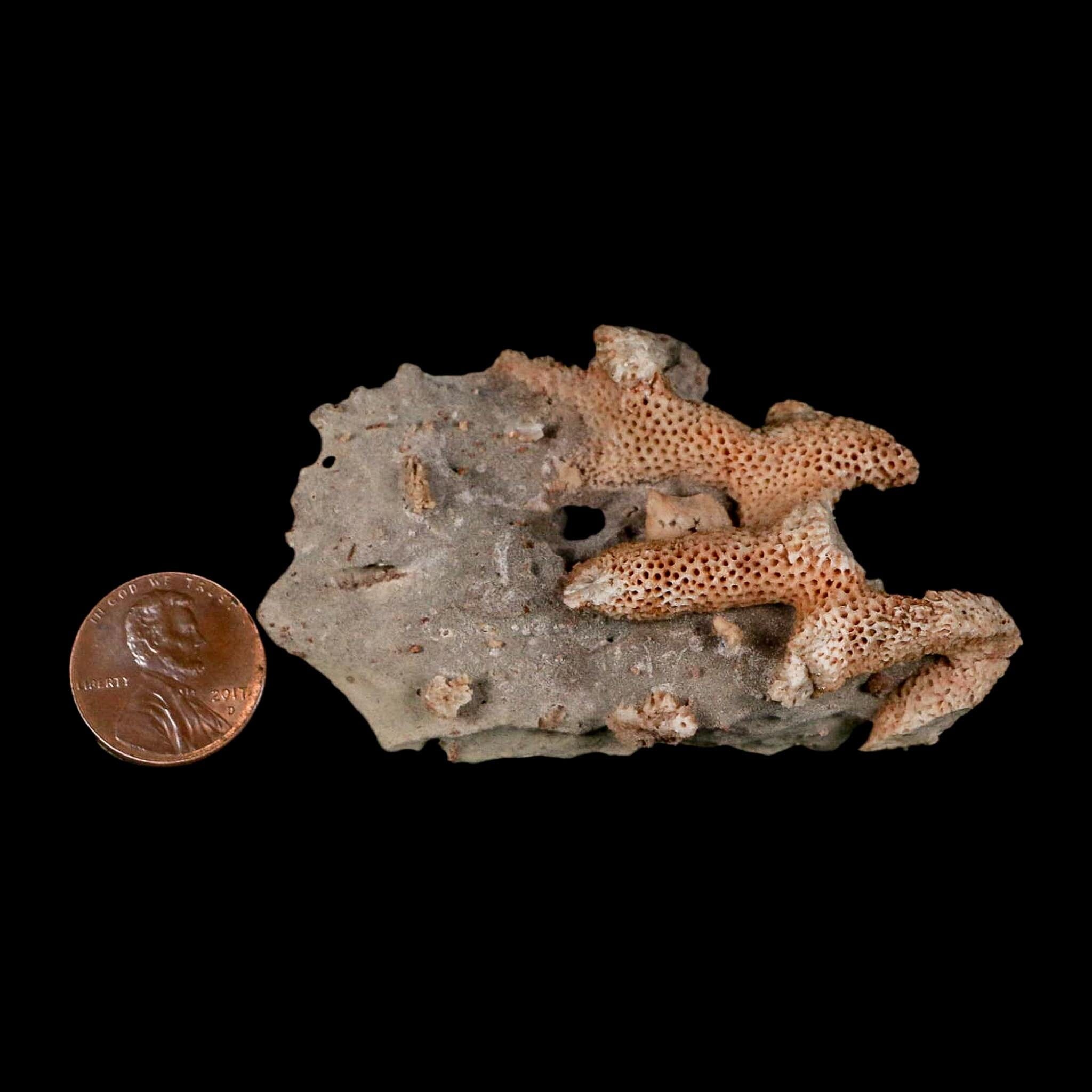 2.8" Thamnopora SP Coral Fossil Coral Reef Devonian Age Verde Valley, Arizona - Fossil Age Minerals