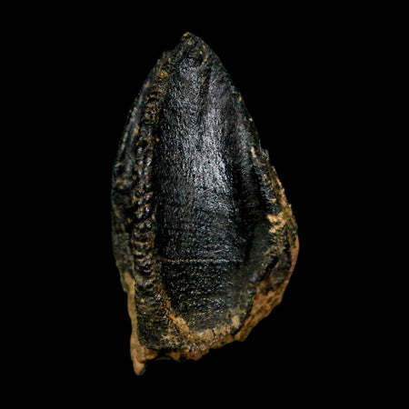 XL 1.1" Triceratops Fossil Crown Tooth Hell Creek FM Cretaceous Dinosaur MT COA