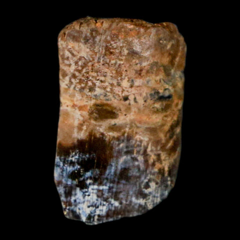 0.6" Tyrannosaurus Rex Fossil Tooth Section Lance Creek Cretaceous Dinosaur WY COA - Fossil Age Minerals