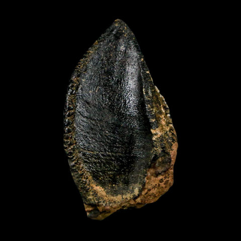 XL 1.1" Triceratops Fossil Crown Tooth Hell Creek FM Cretaceous Dinosaur MT COA