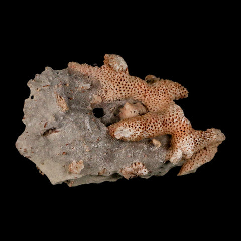 2.8" Thamnopora SP Coral Fossil Coral Reef Devonian Age Verde Valley, Arizona