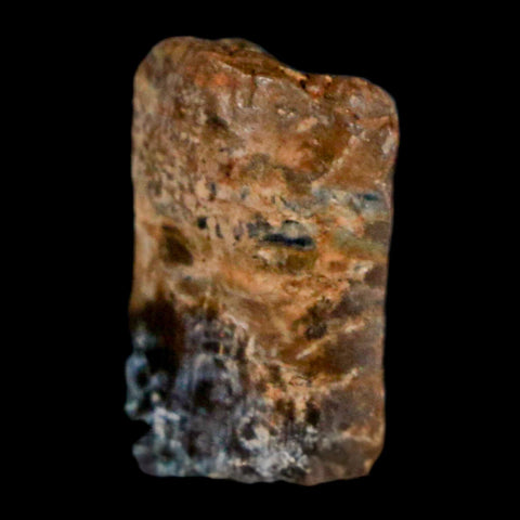 0.6" Tyrannosaurus Rex Fossil Tooth Section Lance Creek Cretaceous Dinosaur WY COA - Fossil Age Minerals