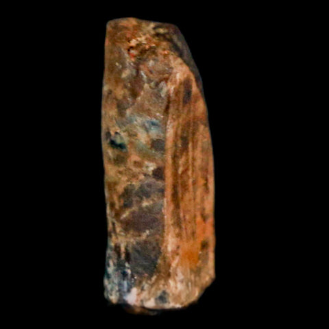 0.6" Tyrannosaurus Rex Fossil Tooth Section Lance Creek Cretaceous Dinosaur WY COA - Fossil Age Minerals