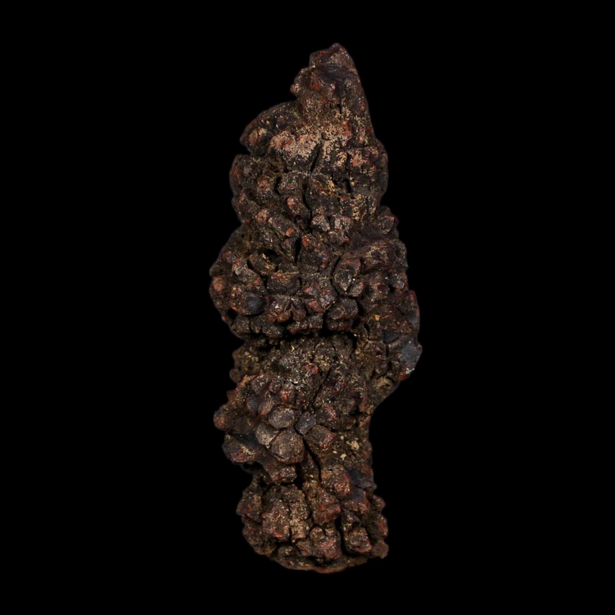 3.6" Prehistoric Coprolite Fossil Specimen Poop Dung Miocene Age Madagascar COA - Fossil Age Minerals