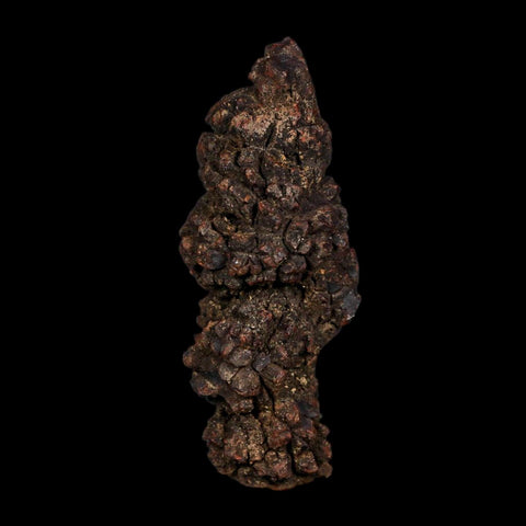 3.6" Prehistoric Coprolite Fossil Specimen Poop Dung Miocene Age Madagascar COA