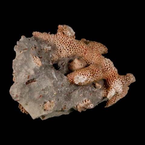 2.8" Thamnopora SP Coral Fossil Coral Reef Devonian Age Verde Valley, Arizona