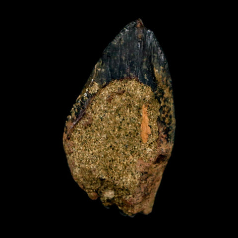 XL 1.1" Triceratops Fossil Crown Tooth Hell Creek FM Cretaceous Dinosaur MT COA