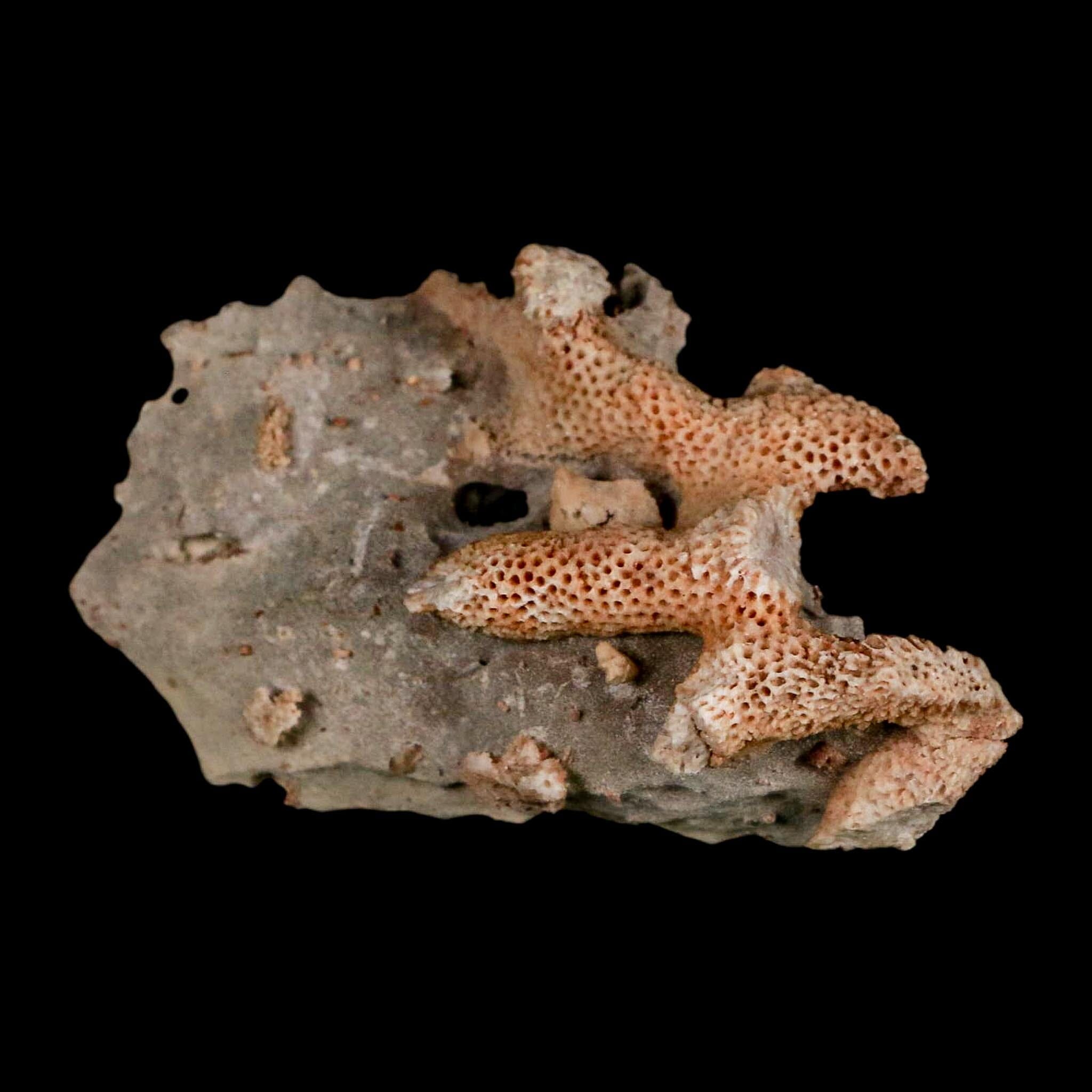 2.8" Thamnopora SP Coral Fossil Coral Reef Devonian Age Verde Valley, Arizona - Fossil Age Minerals