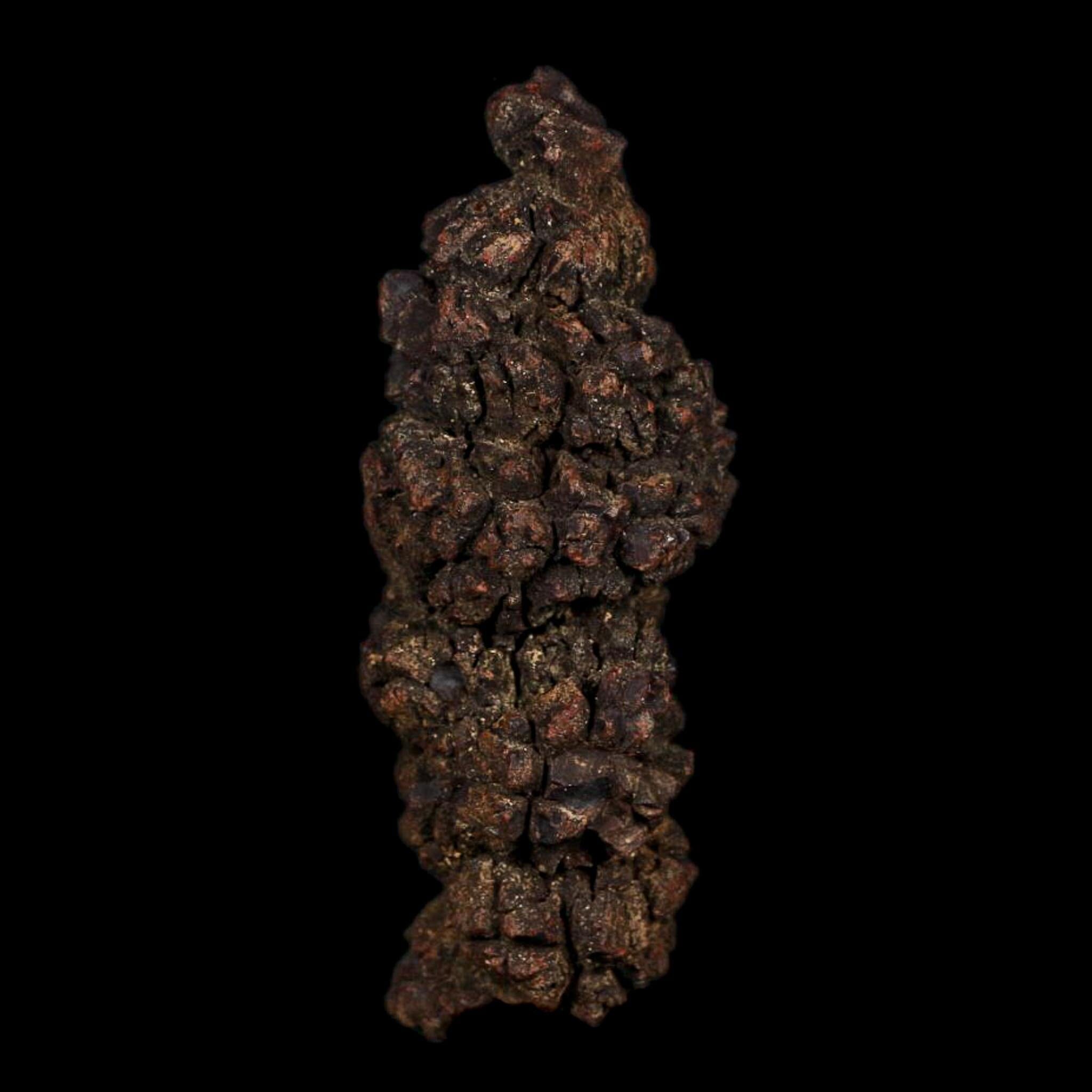 3.6" Prehistoric Coprolite Fossil Specimen Poop Dung Miocene Age Madagascar COA - Fossil Age Minerals