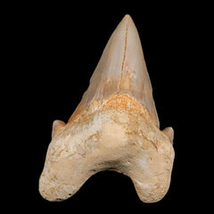 Otodus Obliguus Shark Teeth