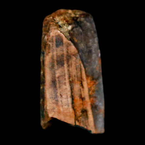 0.6" Tyrannosaurus Rex Fossil Tooth Section Lance Creek Cretaceous Dinosaur WY COA - Fossil Age Minerals