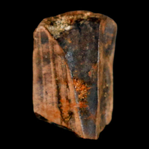 0.6" Tyrannosaurus Rex Fossil Tooth Section Lance Creek Cretaceous Dinosaur WY COA - Fossil Age Minerals