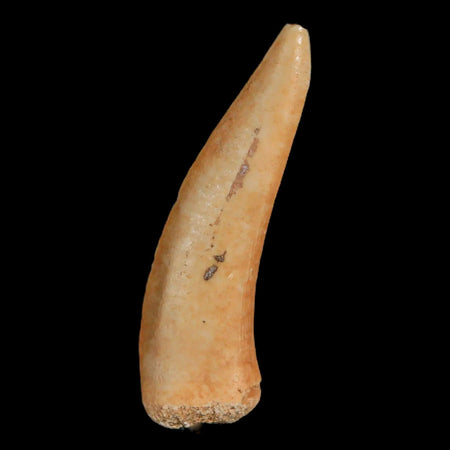 1.8" Saber Toothed Herring Fossil Fang Enchodus Libycus Cretaceous COA Stand