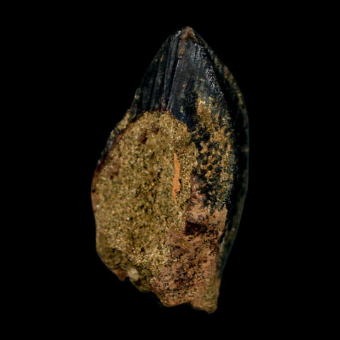 XL 1.1" Triceratops Fossil Crown Tooth Hell Creek FM Cretaceous Dinosaur MT COA