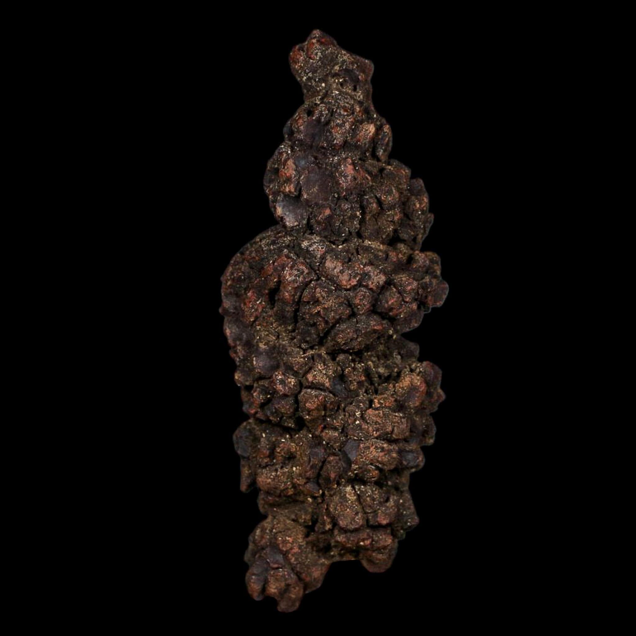 3.6" Prehistoric Coprolite Fossil Specimen Poop Dung Miocene Age Madagascar COA - Fossil Age Minerals