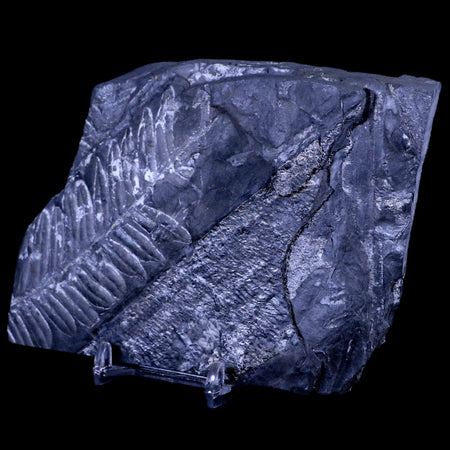 5" Alethopteris Fern Plant Leaf Fossil Carboniferous Age Llewellyn FM ST Clair, PA