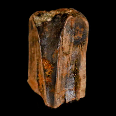 0.6" Tyrannosaurus Rex Fossil Tooth Section Lance Creek Cretaceous Dinosaur WY COA - Fossil Age Minerals