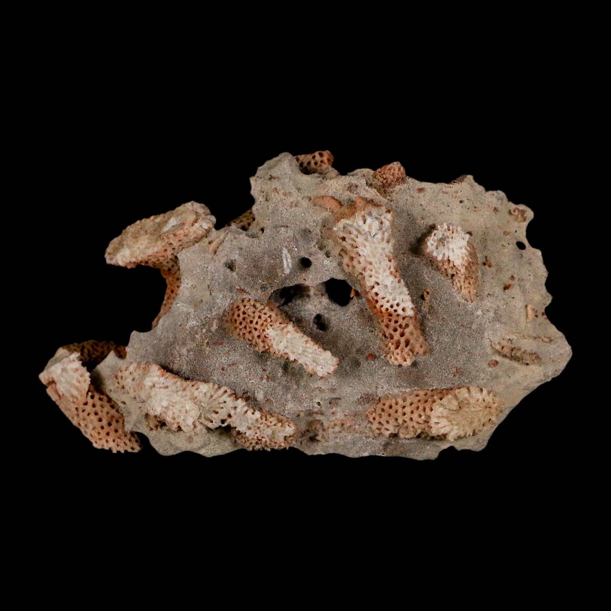 2.8" Thamnopora SP Coral Fossil Coral Reef Devonian Age Verde Valley, Arizona - Fossil Age Minerals