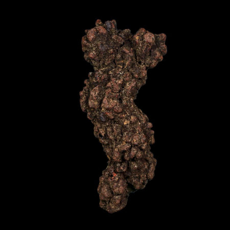 3.3" Prehistoric Coprolite Fossil Specimen Poop Dung Miocene Age Madagascar COA