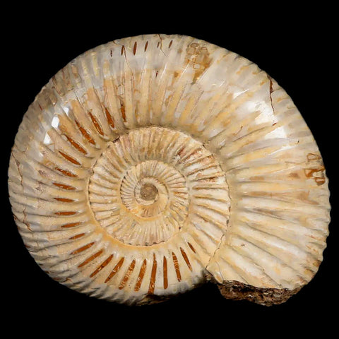 58MM Polished Perisphinctes Ammonite Fossil Nautilus Madagascar Jurassic Age COA - Fossil Age Minerals