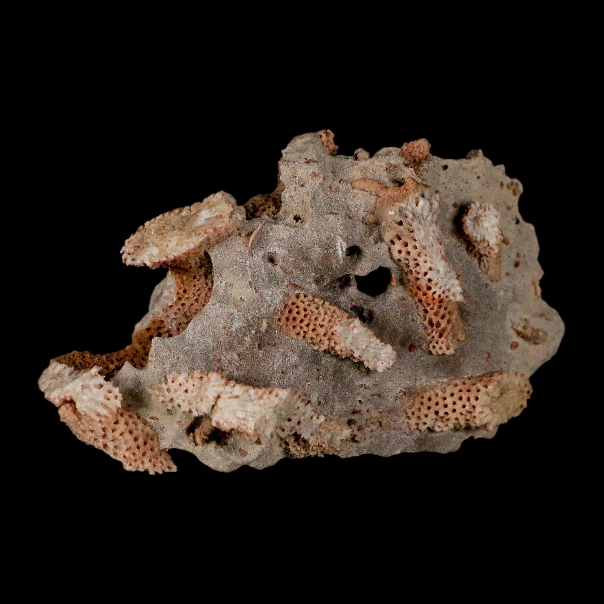 2.8" Thamnopora SP Coral Fossil Coral Reef Devonian Age Verde Valley, Arizona - Fossil Age Minerals