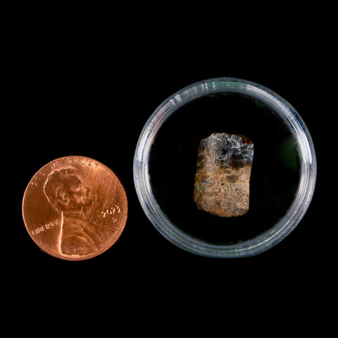 0.6" Tyrannosaurus Rex Fossil Tooth Section Lance Creek Cretaceous Dinosaur WY COA - Fossil Age Minerals