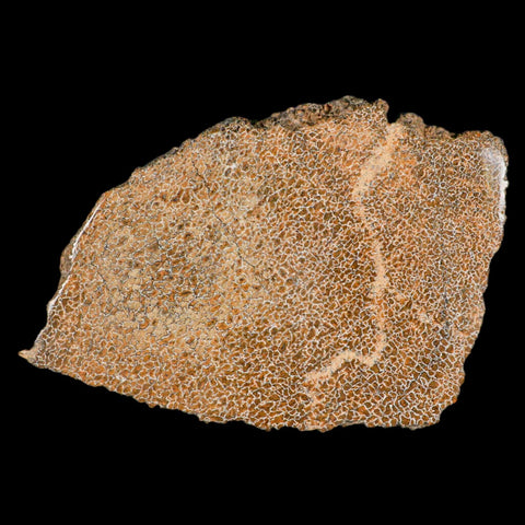 4.8" Fossil Dinosaur Gem Bone Cut Polished Slab Agatized Dinosaur Bone Morocco - Fossil Age Minerals