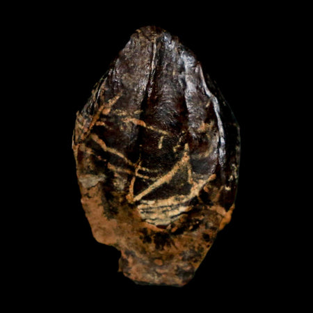 XL 1" Triceratops Fossil Crown Tooth Hell Creek FM Cretaceous Dinosaur MT COA