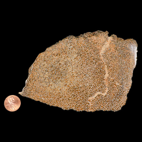 4.8" Fossil Dinosaur Gem Bone Cut Polished Slab Agatized Dinosaur Bone Morocco - Fossil Age Minerals