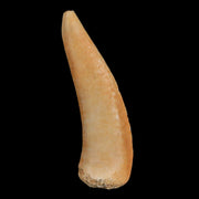 1.8" Saber Toothed Herring Fossil Fang Enchodus Libycus Cretaceous COA Stand