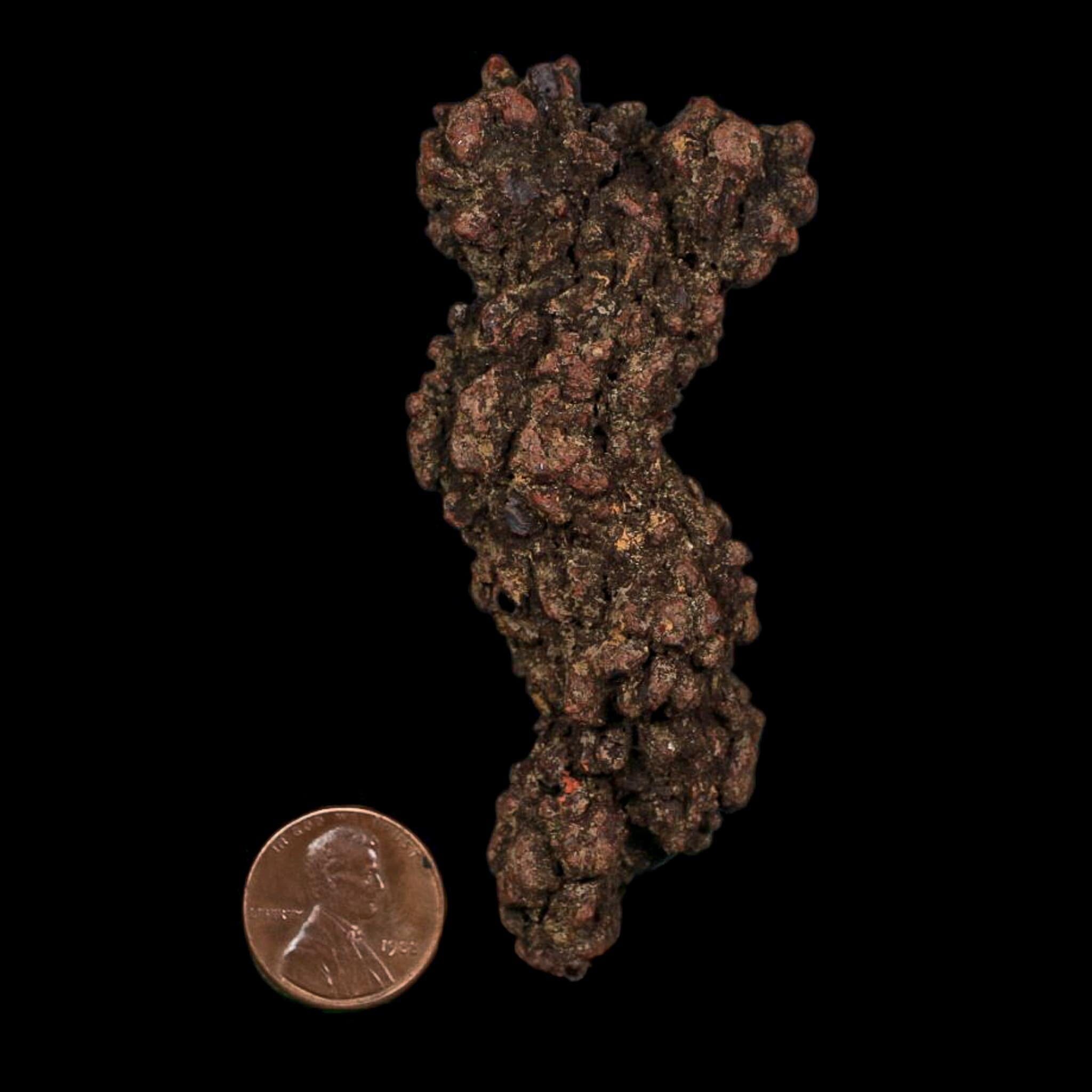3.3" Prehistoric Coprolite Fossil Specimen Poop Dung Miocene Age Madagascar COA - Fossil Age Minerals