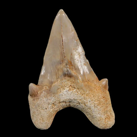 2.3" Otodus Obliquus Shark Fossil Tooth Specimen Oued Zem Morocco COA - Fossil Age Minerals