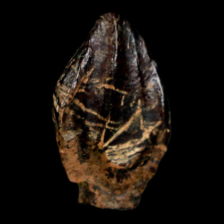 XL 1" Triceratops Fossil Crown Tooth Hell Creek FM Cretaceous Dinosaur MT COA