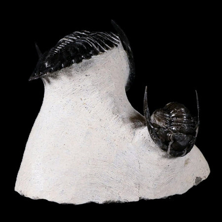 Metacanthina Issoumourensis Fossil Trilobite And Cornuproetus Cornutus Trilobite COA