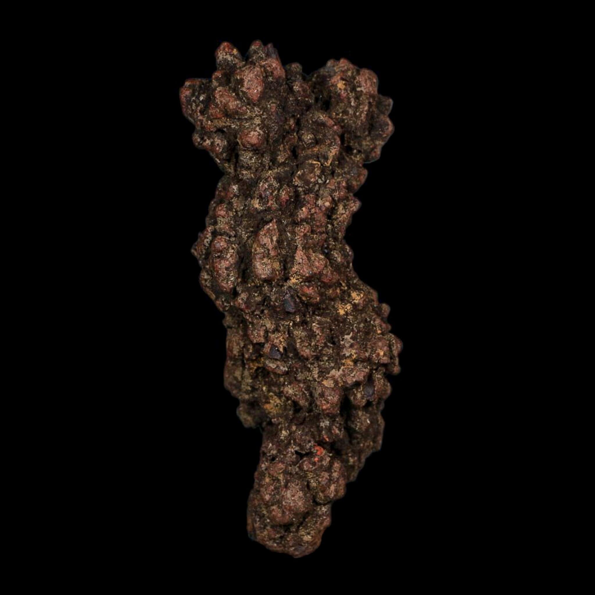 3.3" Prehistoric Coprolite Fossil Specimen Poop Dung Miocene Age Madagascar COA - Fossil Age Minerals