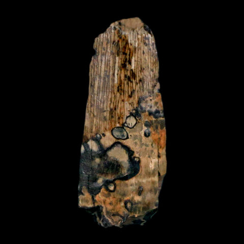 0.8" Tyrannosaurus Rex Fossil Tooth Section Lance Creek Cretaceous Dinosaur WY COA - Fossil Age Minerals