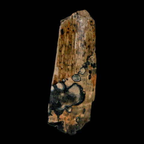0.8" Tyrannosaurus Rex Fossil Tooth Section Lance Creek Cretaceous Dinosaur WY COA - Fossil Age Minerals