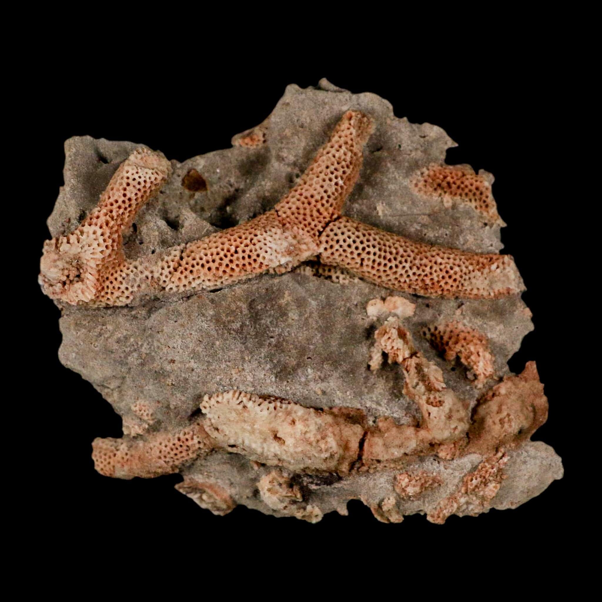 3.6" Thamnopora SP Coral Fossil Coral Reef Devonian Age Verde Valley, Arizona - Fossil Age Minerals