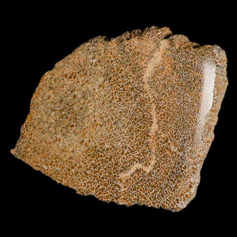 4.8" Fossil Dinosaur Gem Bone Cut Polished Slab Agatized Dinosaur Bone Morocco - Fossil Age Minerals