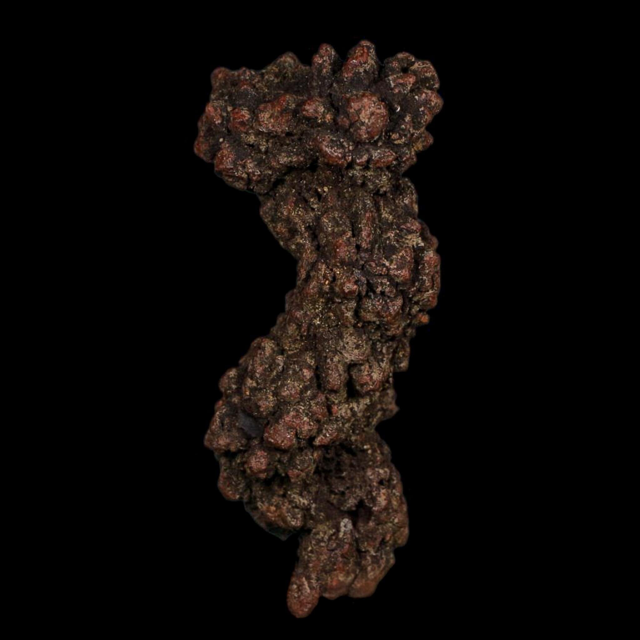 3.3" Prehistoric Coprolite Fossil Specimen Poop Dung Miocene Age Madagascar COA - Fossil Age Minerals