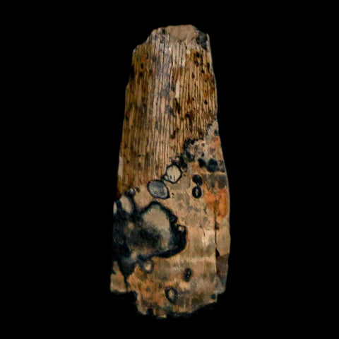 0.8" Tyrannosaurus Rex Fossil Tooth Section Lance Creek Cretaceous Dinosaur WY COA - Fossil Age Minerals