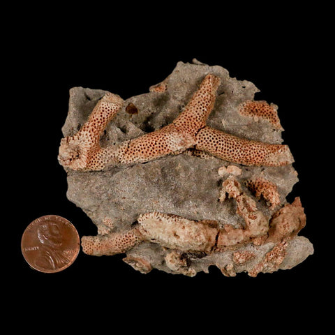 3.6" Thamnopora SP Coral Fossil Coral Reef Devonian Age Verde Valley, Arizona