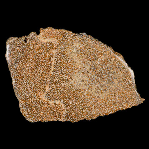 4.8" Fossil Dinosaur Gem Bone Cut Polished Slab Agatized Dinosaur Bone Morocco - Fossil Age Minerals