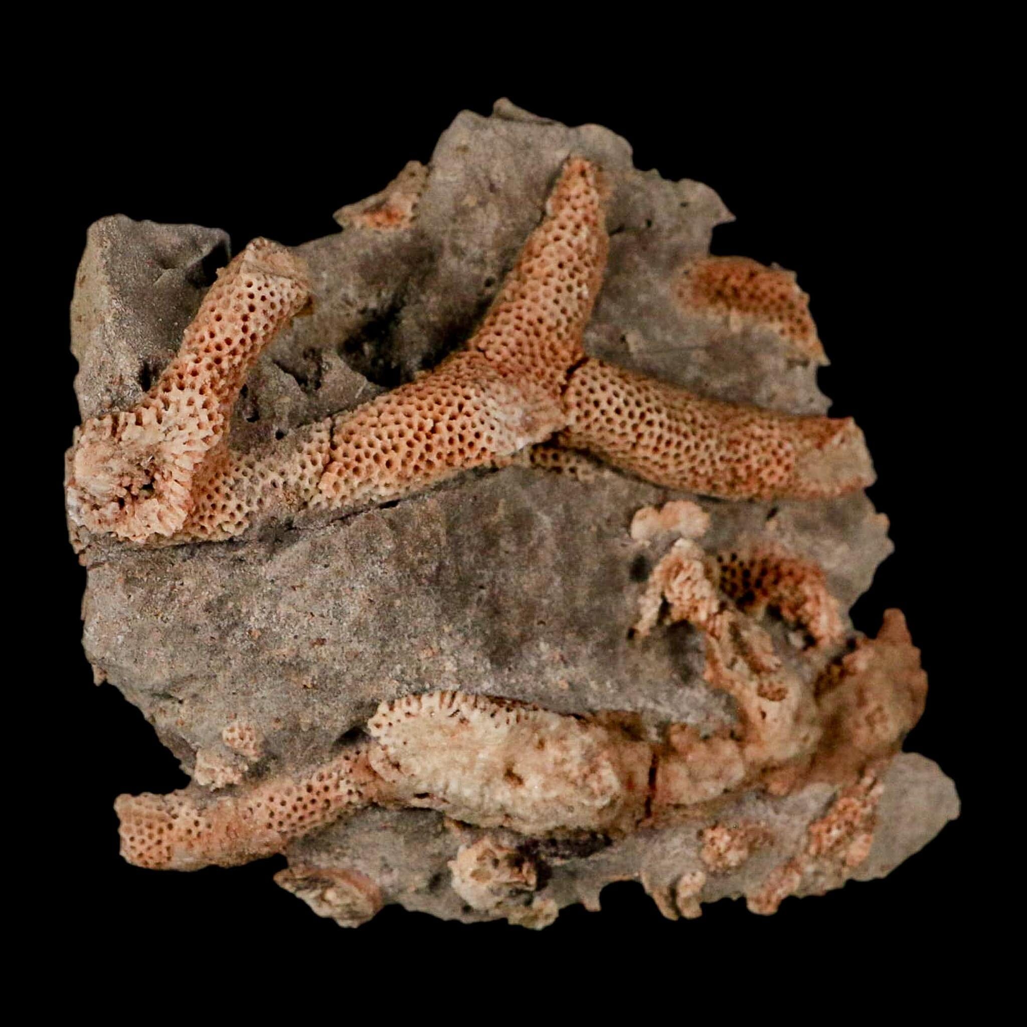 3.6" Thamnopora SP Coral Fossil Coral Reef Devonian Age Verde Valley, Arizona - Fossil Age Minerals