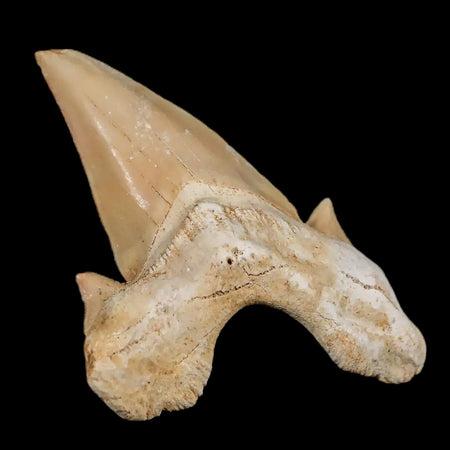 Otodus Obliquus Shark Teeth For Sale - Fossil Age Minerals
