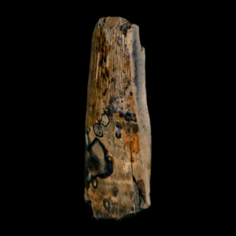 0.8" Tyrannosaurus Rex Fossil Tooth Section Lance Creek Cretaceous Dinosaur WY COA - Fossil Age Minerals