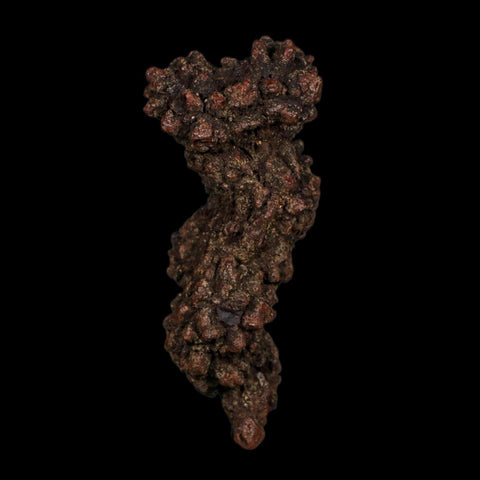 3.3" Prehistoric Coprolite Fossil Specimen Poop Dung Miocene Age Madagascar COA
